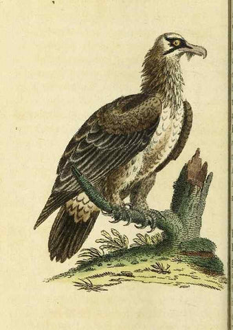 Reproducción/Reproduction 49095364057: The Naturalist's Pocket Magazine or compleat cabinet of the curiosities and beauties of nature.. London.. 