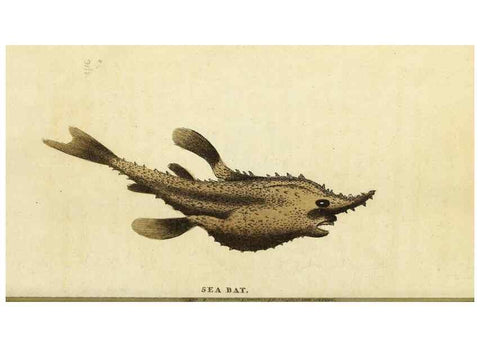 Reproducción/Reproduction 49094656758: The Naturalist's Pocket Magazine or compleat cabinet of the curiosities and beauties of nature.. London.. 