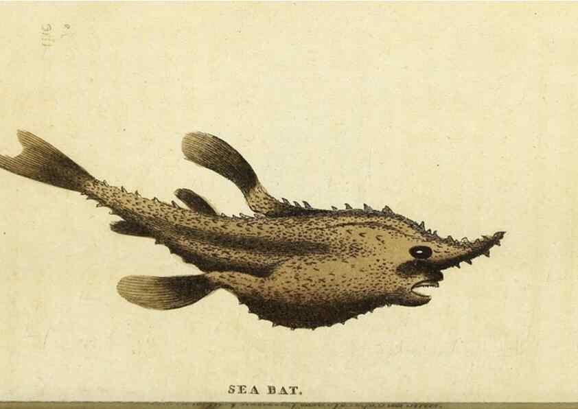 Reproducción/Reproduction 49094656758: The Naturalist's Pocket Magazine or compleat cabinet of the curiosities and beauties of nature.. London.. 