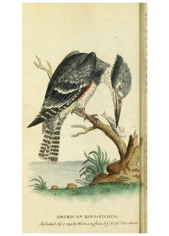 Reproducción/Reproduction 49095359197: The Naturalist's Pocket Magazine or compleat cabinet of the curiosities and beauties of nature.. London.. 