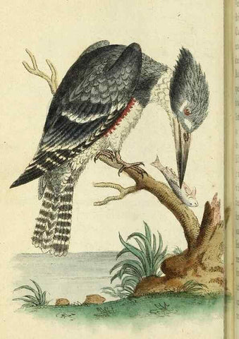 Reproducción/Reproduction 49095359197: The Naturalist's Pocket Magazine or compleat cabinet of the curiosities and beauties of nature.. London.. 