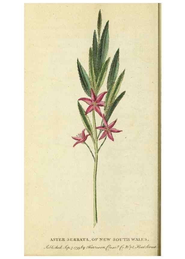 Reproducción/Reproduction 49095358752: The Naturalist's Pocket Magazine or compleat cabinet of the curiosities and beauties of nature.. London.. 