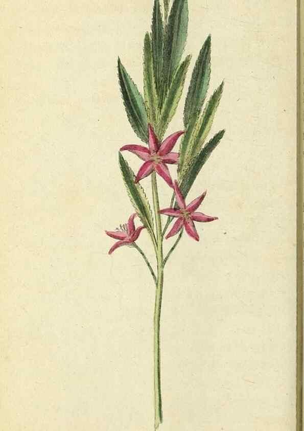 Reproducción/Reproduction 49095358752: The Naturalist's Pocket Magazine or compleat cabinet of the curiosities and beauties of nature.. London.. 