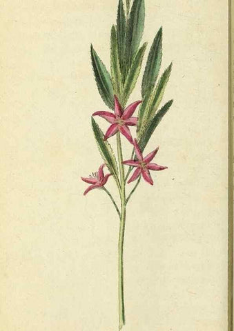 Reproducción/Reproduction 49095358752: The Naturalist's Pocket Magazine or compleat cabinet of the curiosities and beauties of nature.. London.. 
