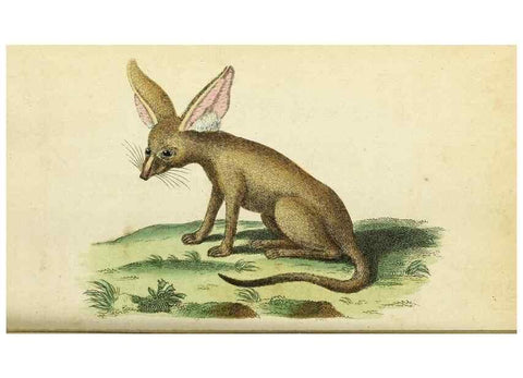 Reproducción/Reproduction 49095169506: The Naturalist's Pocket Magazine or compleat cabinet of the curiosities and beauties of nature.. London.. 
