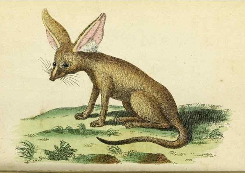 Reproducción/Reproduction 49095169506: The Naturalist's Pocket Magazine or compleat cabinet of the curiosities and beauties of nature.. London.. 