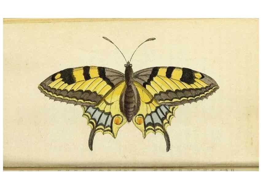 Reproducción/Reproduction 49095358067: The Naturalist's Pocket Magazine or compleat cabinet of the curiosities and beauties of nature.. London.. 