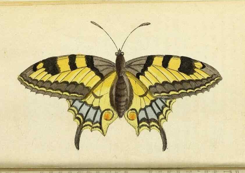 Reproducción/Reproduction 49095358067: The Naturalist's Pocket Magazine or compleat cabinet of the curiosities and beauties of nature.. London.. 