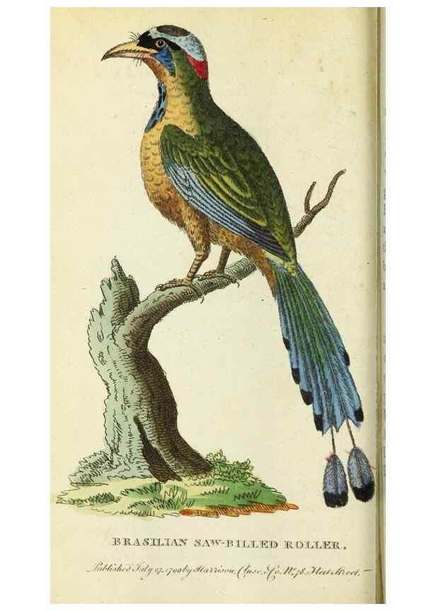 Reproducción/Reproduction 49095353237: The Naturalist's Pocket Magazine or compleat cabinet of the curiosities and beauties of nature.. London.. 