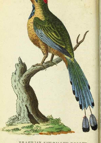 Reproducción/Reproduction 49095353237: The Naturalist's Pocket Magazine or compleat cabinet of the curiosities and beauties of nature.. London.. 