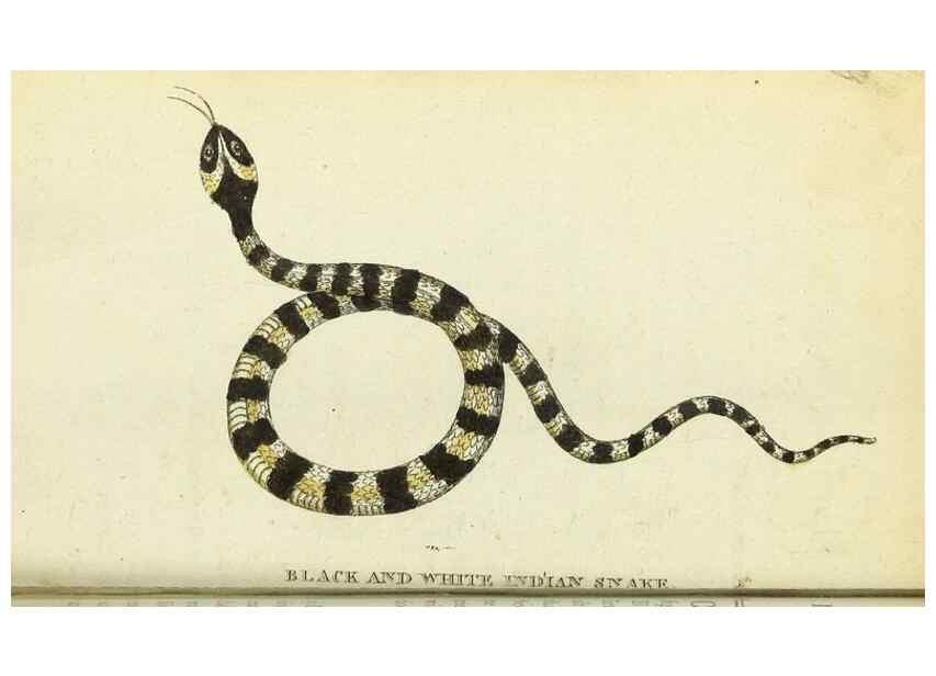 Reproducción/Reproduction 49094645998: The Naturalist's Pocket Magazine or compleat cabinet of the curiosities and beauties of nature.. London.. 
