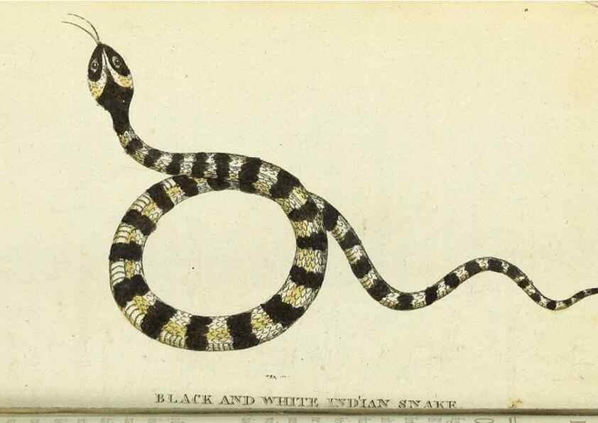 Reproducción/Reproduction 49094645998: The Naturalist's Pocket Magazine or compleat cabinet of the curiosities and beauties of nature.. London.. 