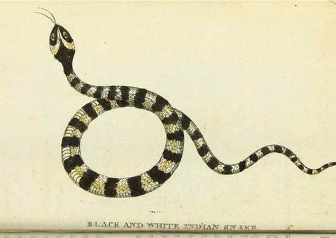 Reproducción/Reproduction 49094645998: The Naturalist's Pocket Magazine or compleat cabinet of the curiosities and beauties of nature.. London.. 