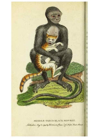 Reproducción/Reproduction 49095165086: The Naturalist's Pocket Magazine or compleat cabinet of the curiosities and beauties of nature.. London.. 