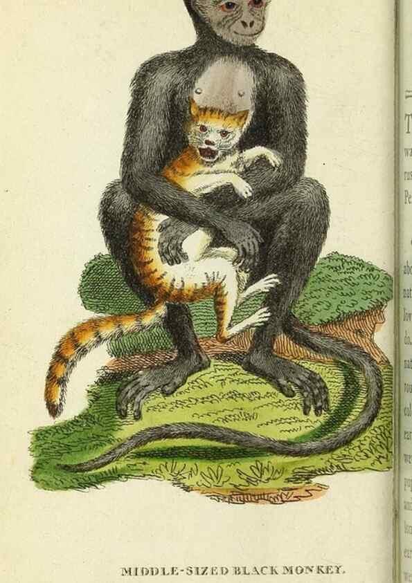 Reproducción/Reproduction 49095165086: The Naturalist's Pocket Magazine or compleat cabinet of the curiosities and beauties of nature.. London.. 
