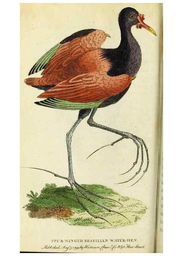 Reproducción/Reproduction 49094646573: The Naturalist's Pocket Magazine or compleat cabinet of the curiosities and beauties of nature.. London.. 