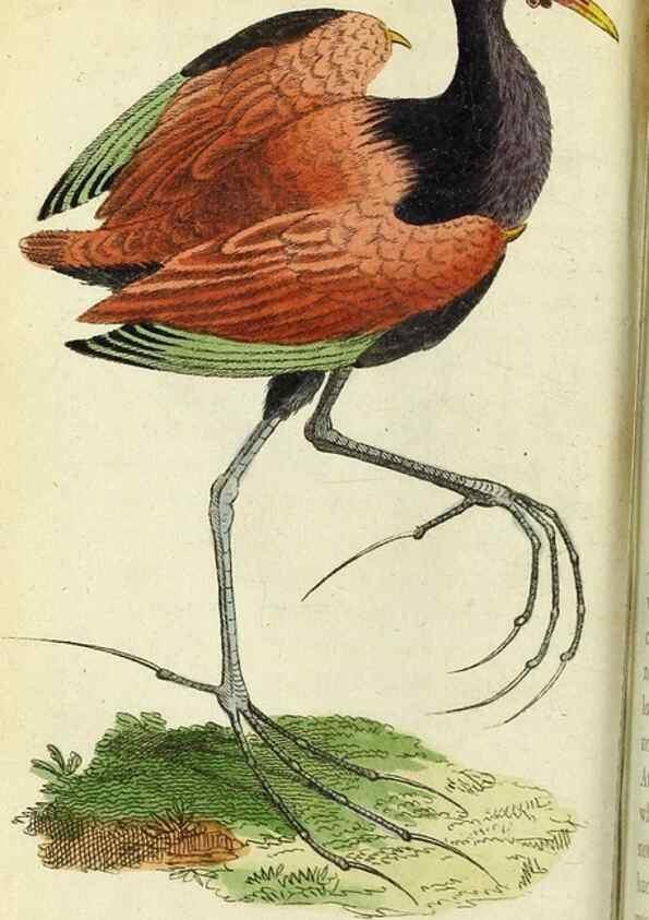 Reproducción/Reproduction 49094646573: The Naturalist's Pocket Magazine or compleat cabinet of the curiosities and beauties of nature.. London.. 
