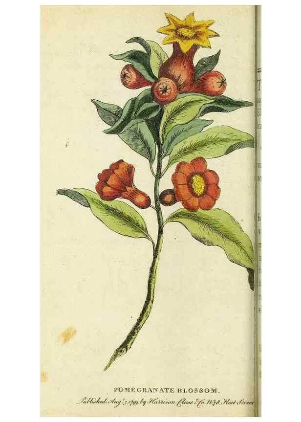 Reproducción/Reproduction 49095165576: The Naturalist's Pocket Magazine or compleat cabinet of the curiosities and beauties of nature.. London.. 