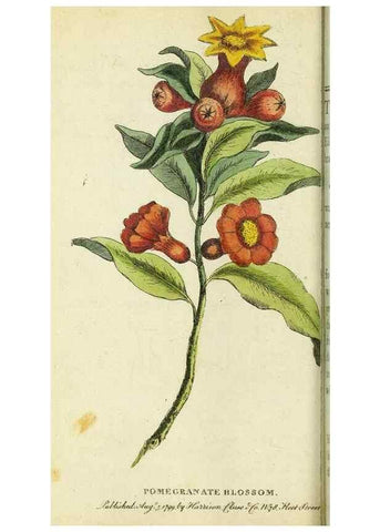 Reproducción/Reproduction 49095165576: The Naturalist's Pocket Magazine or compleat cabinet of the curiosities and beauties of nature.. London.. 