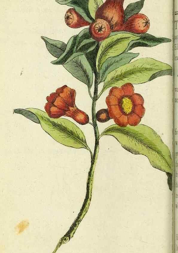 Reproducción/Reproduction 49095165576: The Naturalist's Pocket Magazine or compleat cabinet of the curiosities and beauties of nature.. London.. 