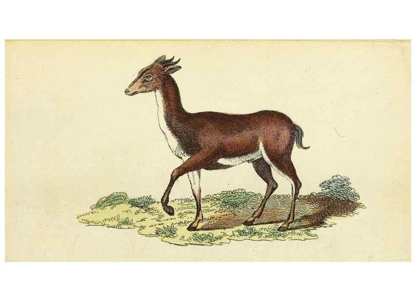 Reproducción/Reproduction 49095354652: The Naturalist's Pocket Magazine or compleat cabinet of the curiosities and beauties of nature.. London.. 