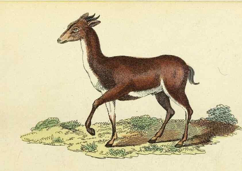 Reproducción/Reproduction 49095354652: The Naturalist's Pocket Magazine or compleat cabinet of the curiosities and beauties of nature.. London.. 