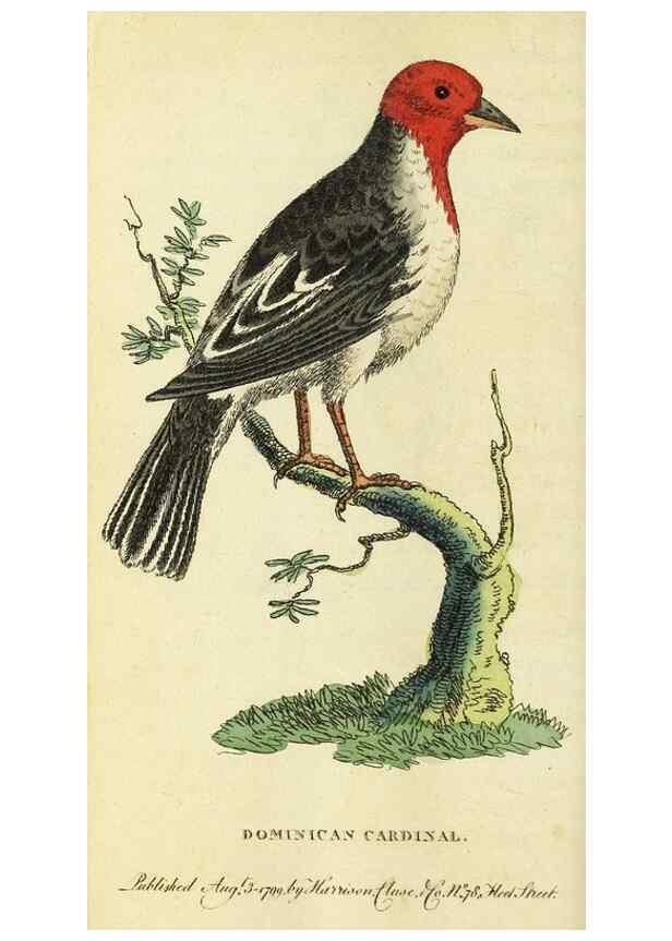 Reproducción/Reproduction 49095166196: The Naturalist's Pocket Magazine or compleat cabinet of the curiosities and beauties of nature.. London.. 