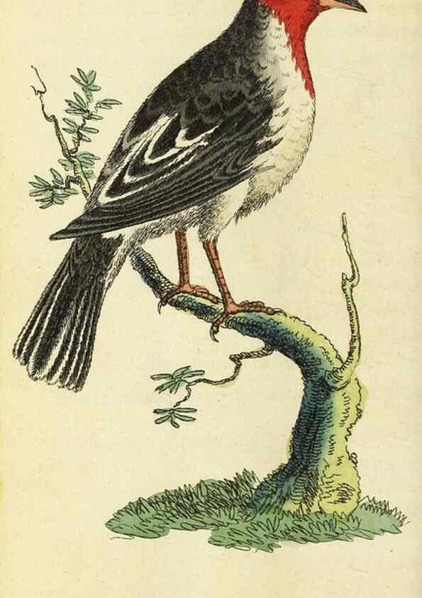 Reproducción/Reproduction 49095166196: The Naturalist's Pocket Magazine or compleat cabinet of the curiosities and beauties of nature.. London.. 