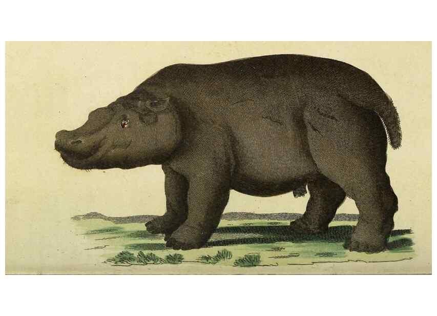 Reproducción/Reproduction 49094657133: The Naturalist's Pocket Magazine or compleat cabinet of the curiosities and beauties of nature.. London.. 