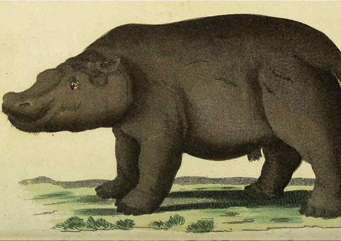 Reproducción/Reproduction 49094657133: The Naturalist's Pocket Magazine or compleat cabinet of the curiosities and beauties of nature.. London.. 