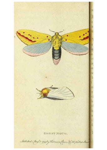 Reproducción/Reproduction 49094647778: The Naturalist's Pocket Magazine or compleat cabinet of the curiosities and beauties of nature.. London.. 
