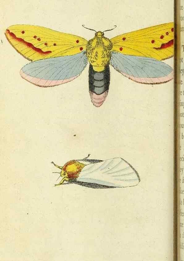 Reproducción/Reproduction 49094647778: The Naturalist's Pocket Magazine or compleat cabinet of the curiosities and beauties of nature.. London.. 