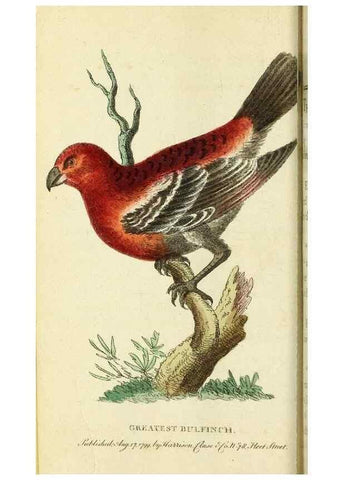 Reproducción/Reproduction 49095167091: The Naturalist's Pocket Magazine or compleat cabinet of the curiosities and beauties of nature.. London.. 