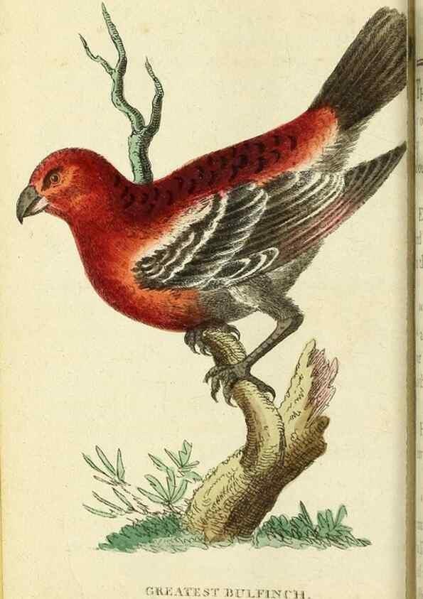 Reproducción/Reproduction 49095167091: The Naturalist's Pocket Magazine or compleat cabinet of the curiosities and beauties of nature.. London.. 