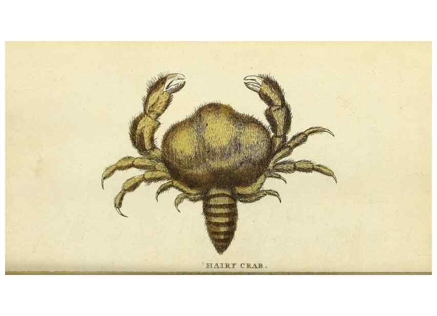 Reproducción/Reproduction 49095167371: The Naturalist's Pocket Magazine or compleat cabinet of the curiosities and beauties of nature.. London.. 