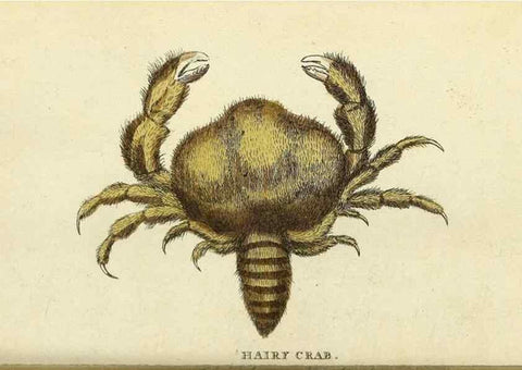 Reproducción/Reproduction 49095167371: The Naturalist's Pocket Magazine or compleat cabinet of the curiosities and beauties of nature.. London.. 