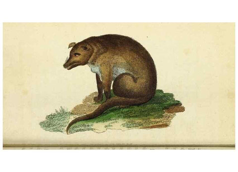 Reproducción/Reproduction 49095356582: The Naturalist's Pocket Magazine or compleat cabinet of the curiosities and beauties of nature.. London.. 