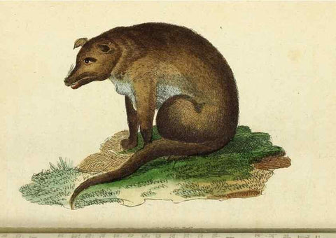 Reproducción/Reproduction 49095356582: The Naturalist's Pocket Magazine or compleat cabinet of the curiosities and beauties of nature.. London.. 