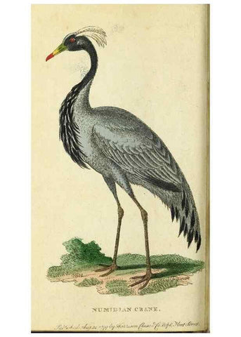 Reproducción/Reproduction 49095356887: The Naturalist's Pocket Magazine or compleat cabinet of the curiosities and beauties of nature.. London.. 