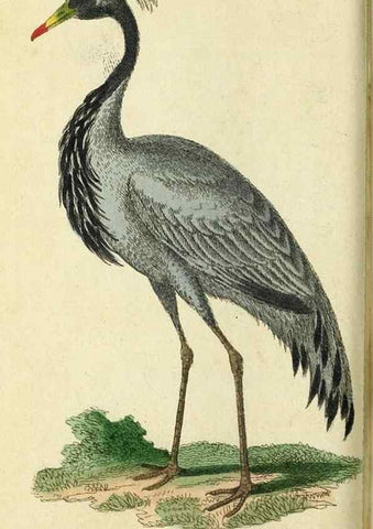 Reproducción/Reproduction 49095356887: The Naturalist's Pocket Magazine or compleat cabinet of the curiosities and beauties of nature.. London.. 