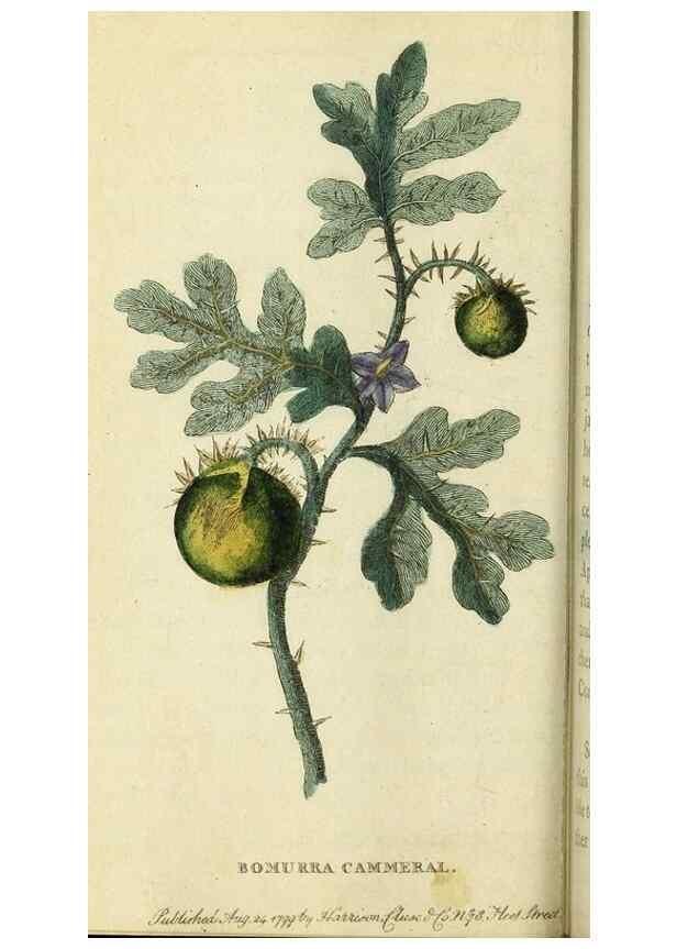 Reproducción/Reproduction 49095357152: The Naturalist's Pocket Magazine or compleat cabinet of the curiosities and beauties of nature.. London.. 