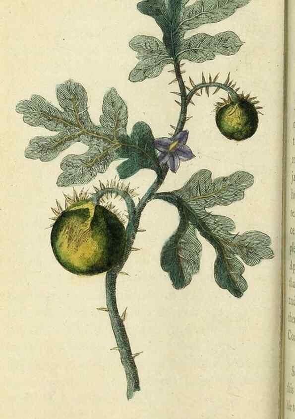 Reproducción/Reproduction 49095357152: The Naturalist's Pocket Magazine or compleat cabinet of the curiosities and beauties of nature.. London.. 