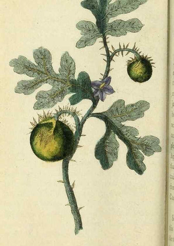 Reproducción/Reproduction 49095357152: The Naturalist's Pocket Magazine or compleat cabinet of the curiosities and beauties of nature.. London.. 