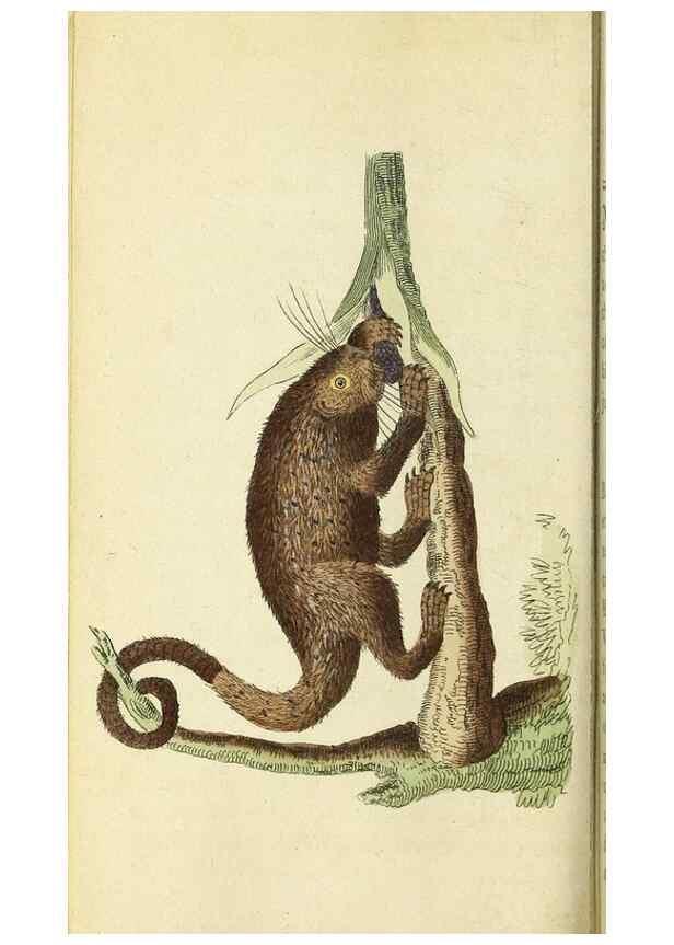 Reproducción/Reproduction 49094649703: The Naturalist's Pocket Magazine or compleat cabinet of the curiosities and beauties of nature.. London.. 