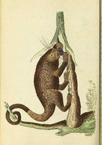 Reproducción/Reproduction 49094649703: The Naturalist's Pocket Magazine or compleat cabinet of the curiosities and beauties of nature.. London.. 