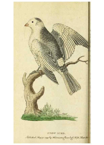 Reproducción/Reproduction 49095357752: The Naturalist's Pocket Magazine or compleat cabinet of the curiosities and beauties of nature.. London.. 
