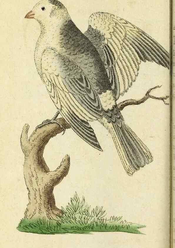 Reproducción/Reproduction 49095357752: The Naturalist's Pocket Magazine or compleat cabinet of the curiosities and beauties of nature.. London.. 