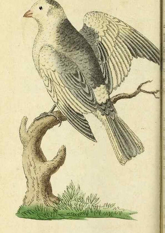 Reproducción/Reproduction 49095357752: The Naturalist's Pocket Magazine or compleat cabinet of the curiosities and beauties of nature.. London.. 