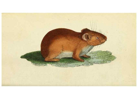 Reproducción/Reproduction 49095355722: The Naturalist's Pocket Magazine or compleat cabinet of the curiosities and beauties of nature.. London.. 