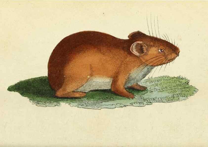 Reproducción/Reproduction 49095355722: The Naturalist's Pocket Magazine or compleat cabinet of the curiosities and beauties of nature.. London.. 